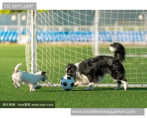 足球明星的爱犬背后故事揭秘 他们的宠物生活与球场精彩瞬间